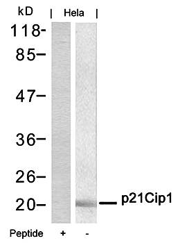 p21Cip1 (Ab45) Antibody