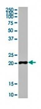 p22phox antibody