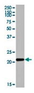 p22phox antibody