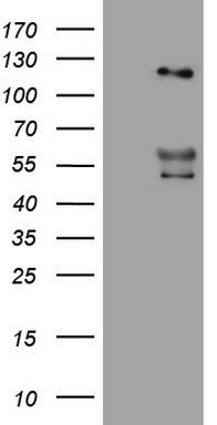 p23 (PTGES3) antibody