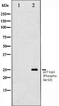 p27 kip1 (Phospho-Ser10) antibody