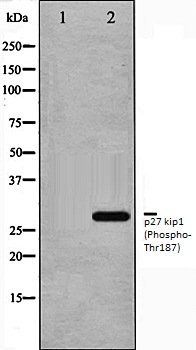p27 kip1 (Phospho-Thr187) antibody