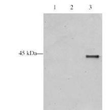 p28 ING5 antibody