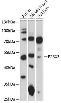 P2RX3 antibody