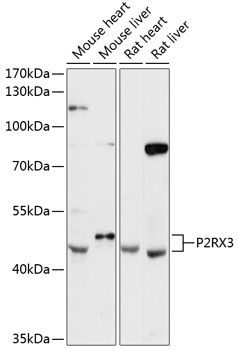 P2RX3 antibody