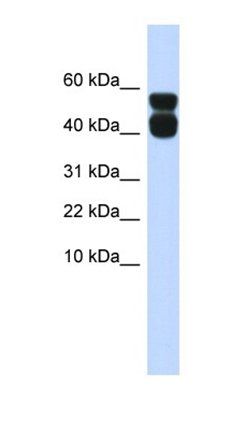 P2RX4 antibody