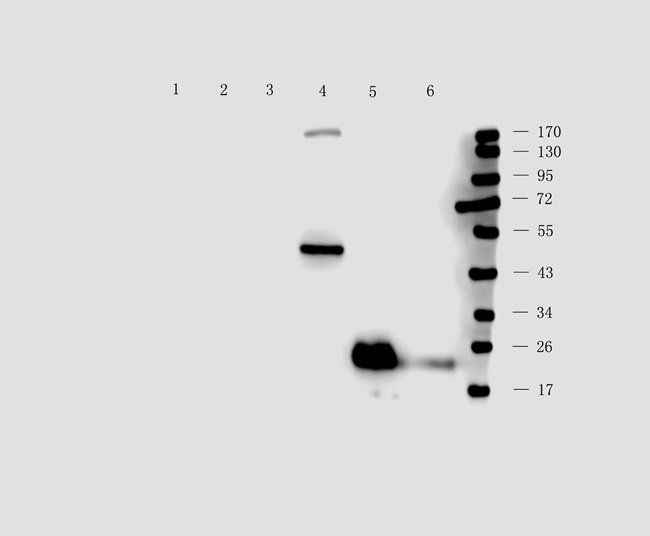 P2RX4 antibody