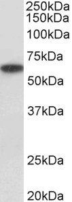 Goat anti-P2rx4 (mouse) Antibody