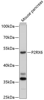 P2RX6 antibody