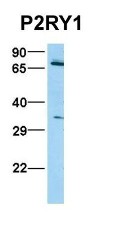 P2RY1 antibody
