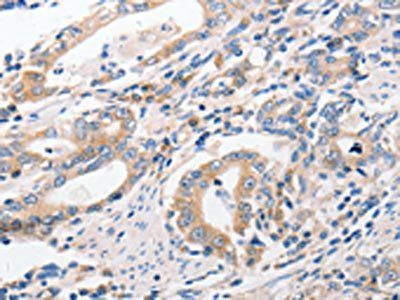 P2RY11 Antibody
