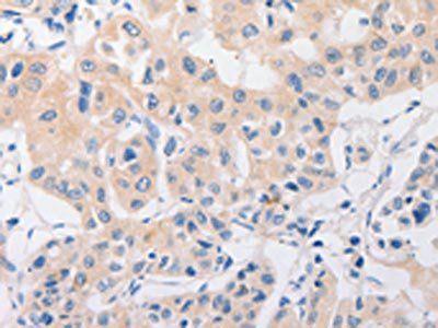 P2RY11 Antibody