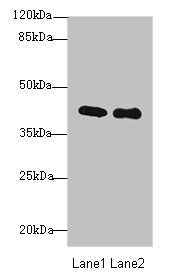 P2RY13 antibody