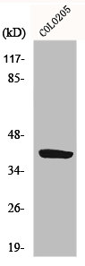 P2RY14 antibody