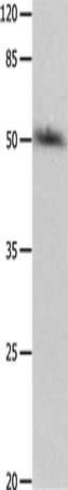 P2RY2 antibody