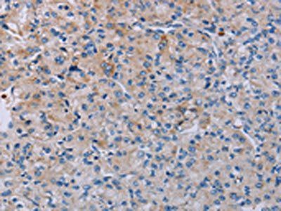 P2RY2 Antibody