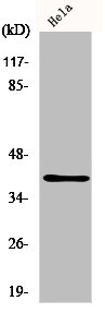 P2RY4 antibody