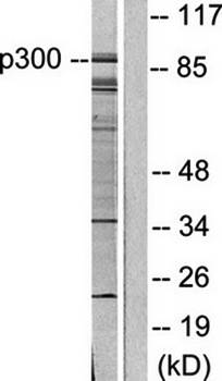 CREBBP antibody