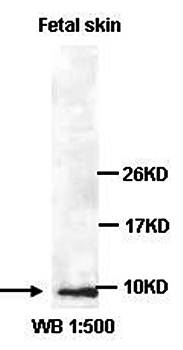 P311 antibody