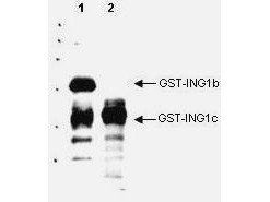 p33 ING1 antibody