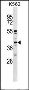p38 beta antibody