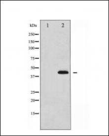 p38 MAPK (Phospho-Thr180/Tyr182) antibody
