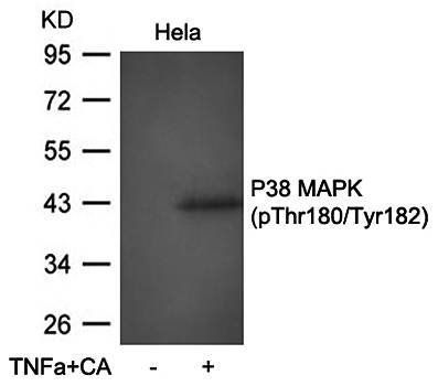 P38 MAPK(Phospho-Thr180/Tyr182) Antibody