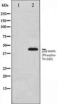 p38 MAPk (Phospho-Thr180) antibody