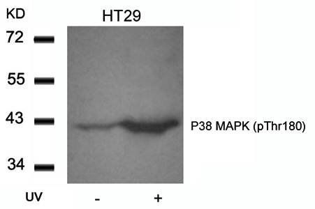 P38 MAPK (Phospho-Thr180) Antibody
