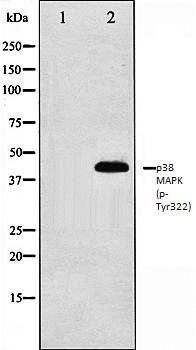 p38 MAPK (phospho-Tyr322) antibody