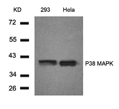 P38 MAPK (Ab82) Antibody
