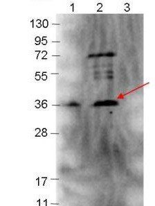 p39 antibody