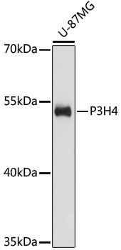 P3H4 antibody