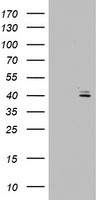 P40 (��Np63) antibody