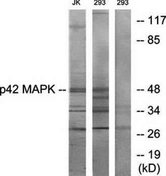 p42 MAPK antibody
