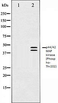 ERK1/2 (Phospho-Thr202) antibody