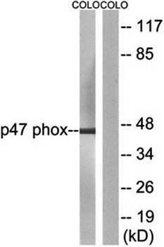 p47 phox antibody
