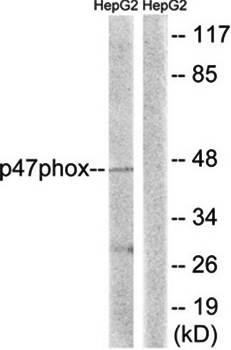 p47 phox antibody