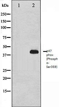 p47 phox (Phospho-Ser359) antibody