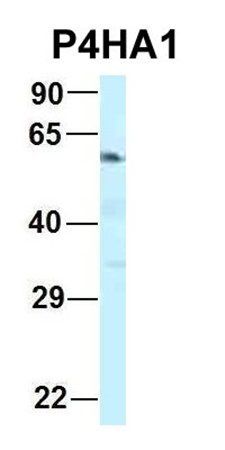 P4HA1 antibody