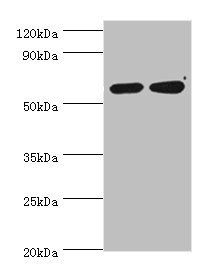 P4HA2 antibody