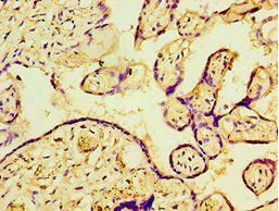 P4HA2 Antibody