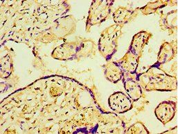 P4HA2 antibody