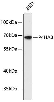 P4HA3 antibody