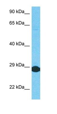 P4R3B antibody