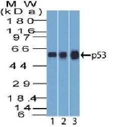 TP53 Antibody