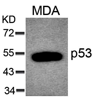 p53 (Ab-6) Antibody