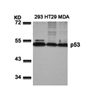 p53 (Ab-9) Antibody