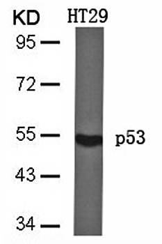 p53 (Ab-46) Antibody