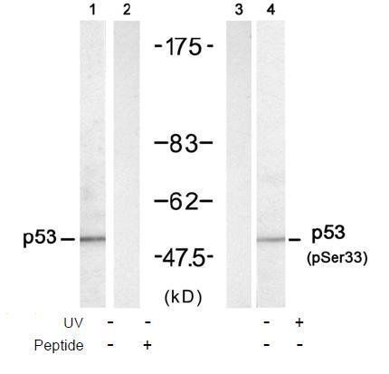 p53 (Phospho-Ser33) Antibody